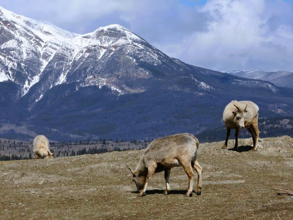 Wildlife tours