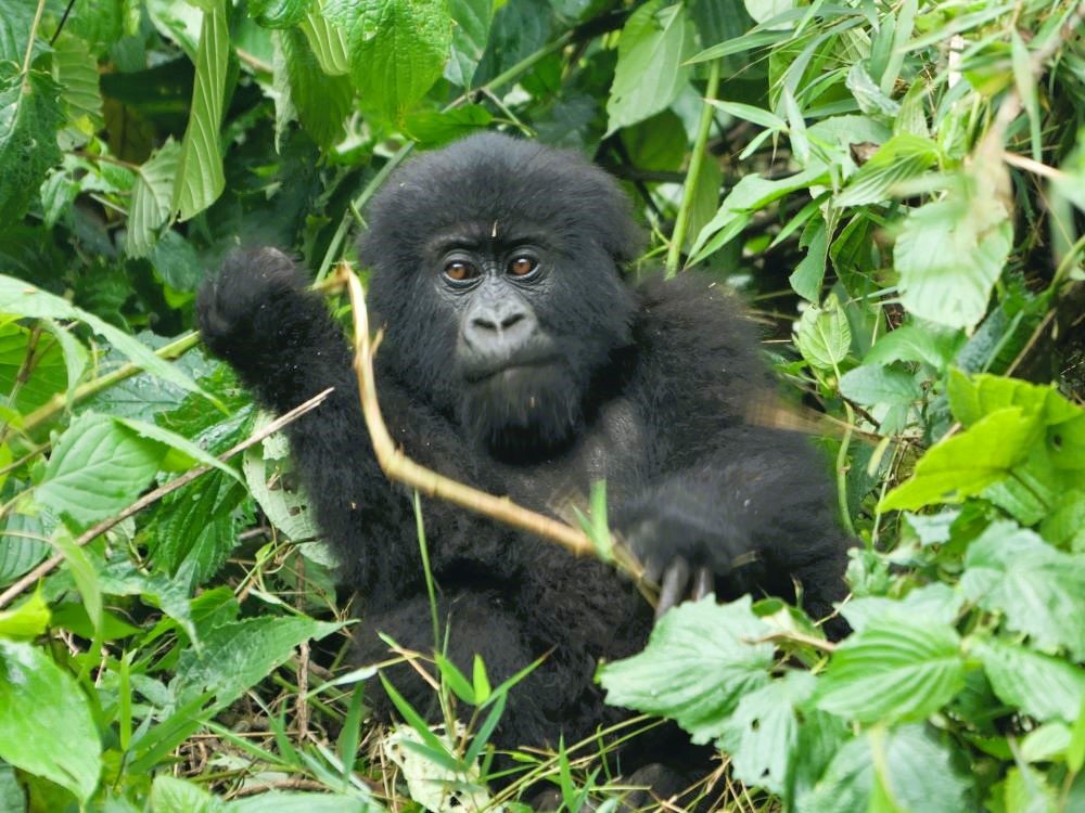 Baby gorilla