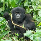 Afbeelding voor Primaten in Rwanda