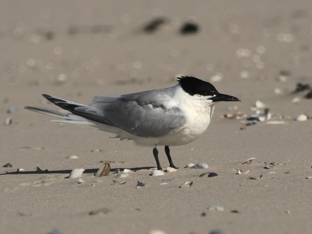 Grote stern Vlieland