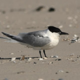 Afbeelding voor Vogels op Vlieland