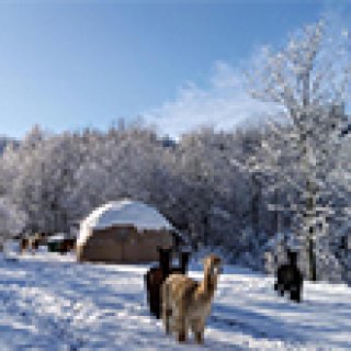 Afbeelding voor Mush's Room - Dome tussen de alpaca's