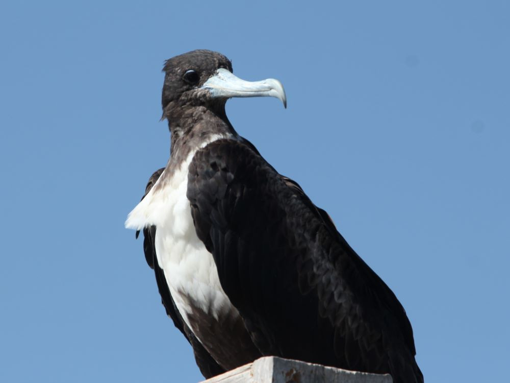 Amerikaanse fregatvogel