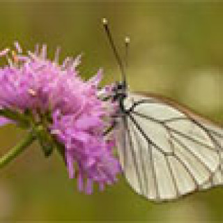 Afbeelding voor Goldcrest Nature Tours - Vlinderreis Beierse Alpen