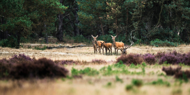 Afbeelding voor Voorbeeldreis Veluwe