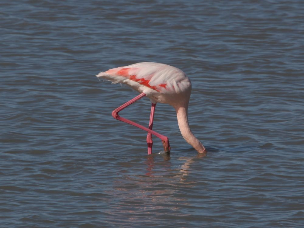 Wildlife in de Camargue