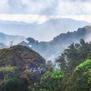 Afbeelding voor Nyungwe Forest Nationaal Park