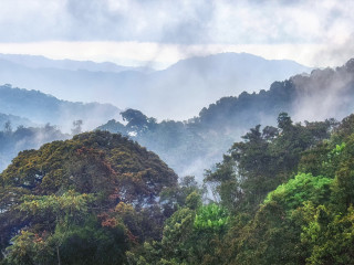 Afbeelding voor Nyungwe Forest Nationaal Park