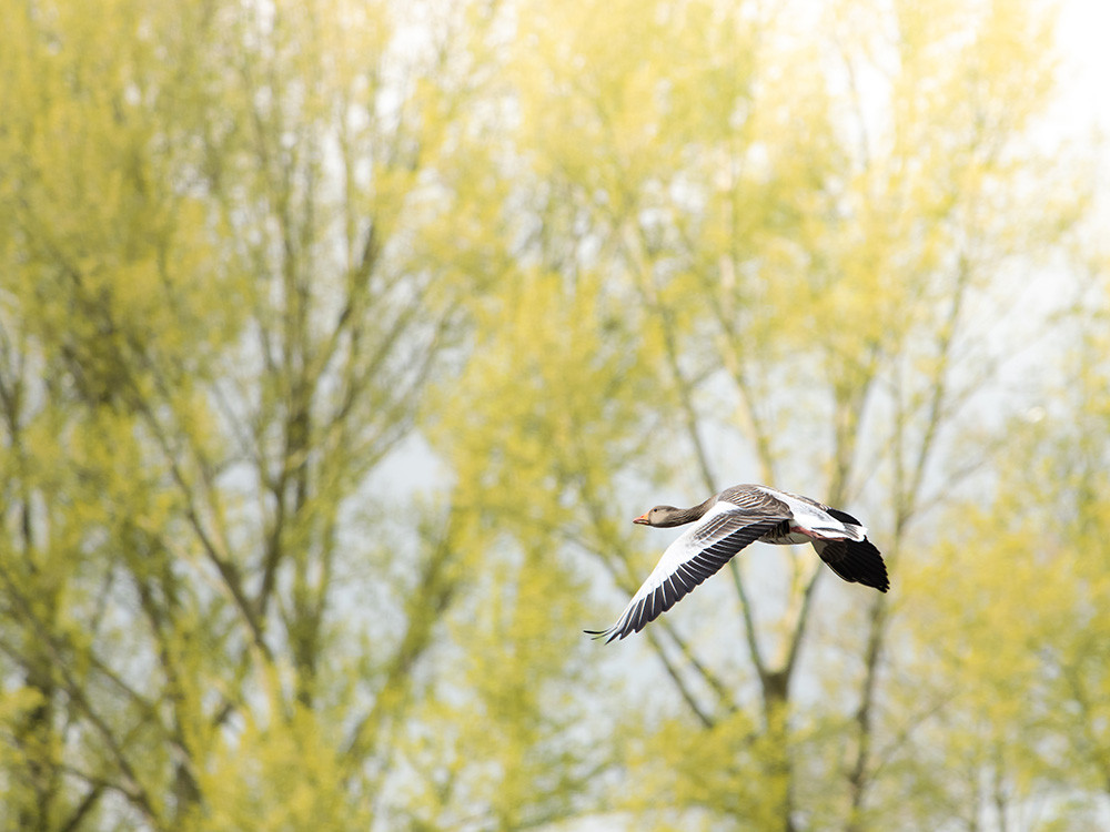 Vogelspotten Almere