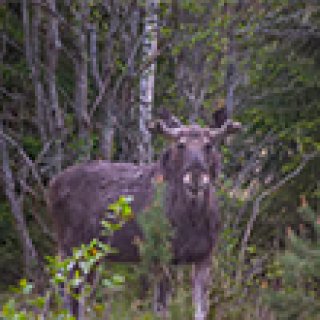 Afbeelding voor Get Your Guide - Tours vanuit Helsinki