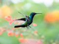 Kolibri op Trinidad