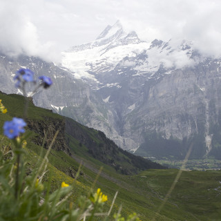 Afbeelding voor Grindelwald