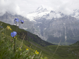 Afbeelding voor Grindelwald