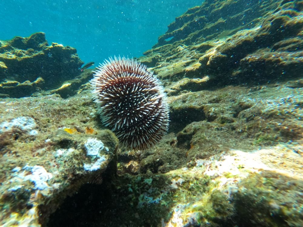 Snorkelen