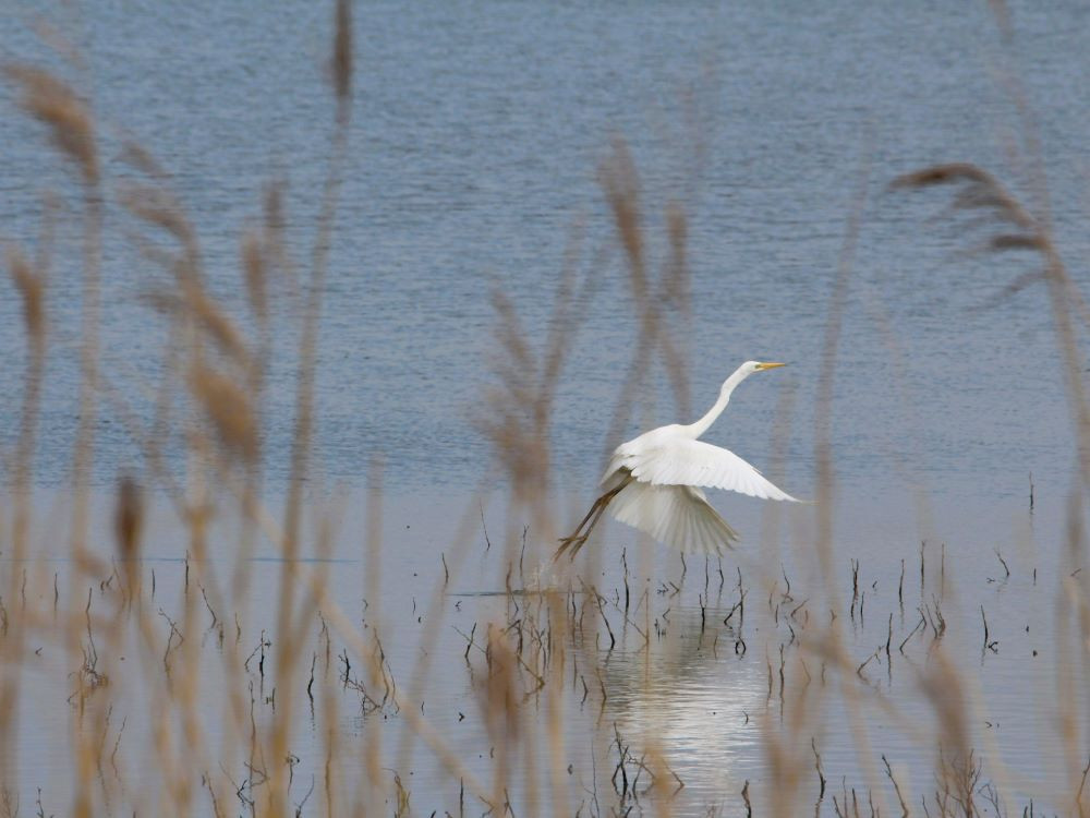 Grote zilverreiger