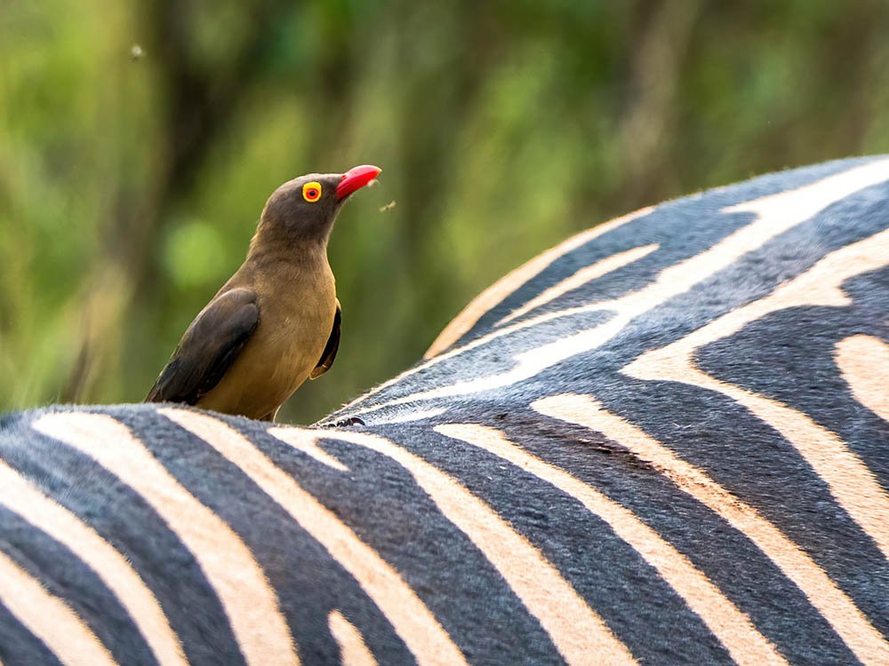 Dieren in Hluhluwe