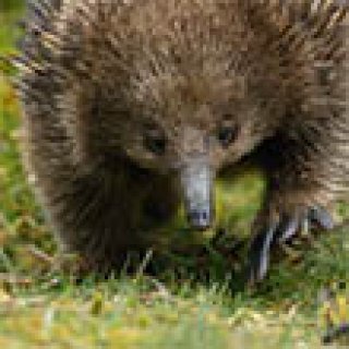 Afbeelding voor All for Nature Travel - Ultimate Wildlife Safari