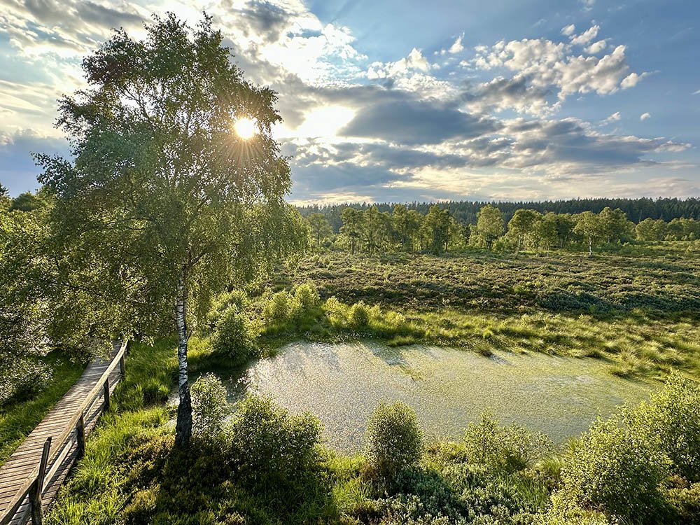 Mecklenbruch Hochmoor