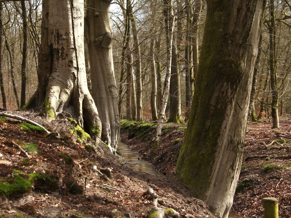 Mooie beuken in het bos