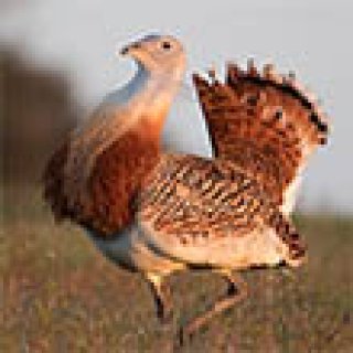 Afbeelding voor Vogels Portugal - Vogelreis Alentejo