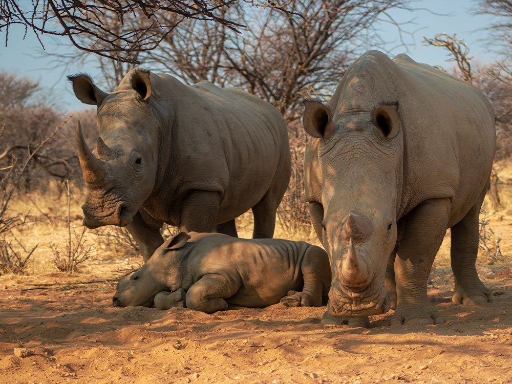 Bescherm de neushoorn