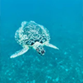 Afbeelding voor GetYourGuide- Excursies op Martinique