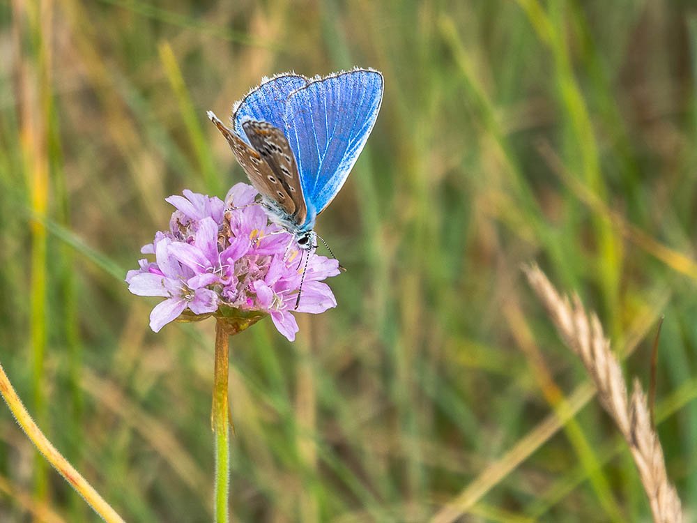 Icarusblauwtje op Lihou Island