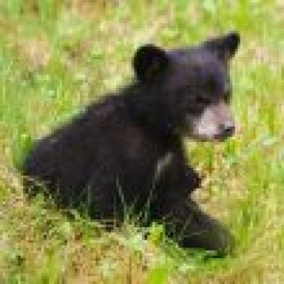 Afbeelding voor Field Guides Amerika ***