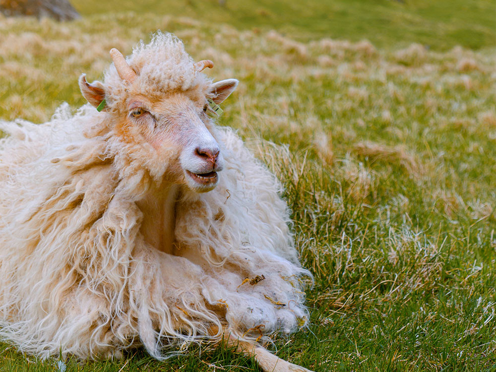 Schaap op Kalsoy