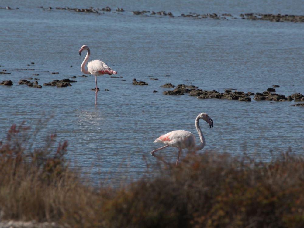 Flamingo's in de Camargue