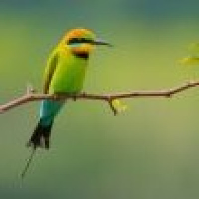 Afbeelding voor BirdingBreaks - Vogelreizen