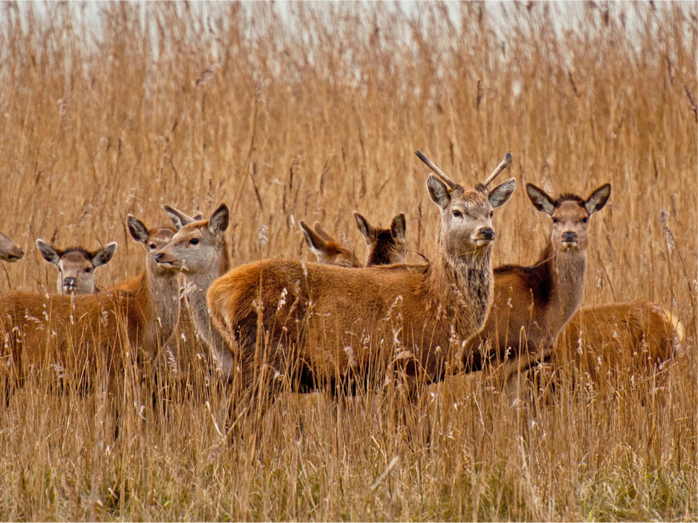 Herten op de Veluwe