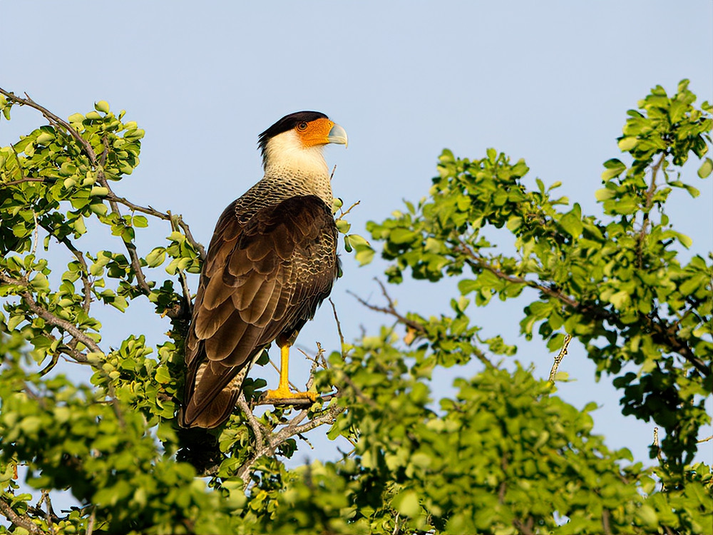 Caracara Curaçao