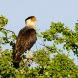 Afbeelding voor Vogels op Curaçao