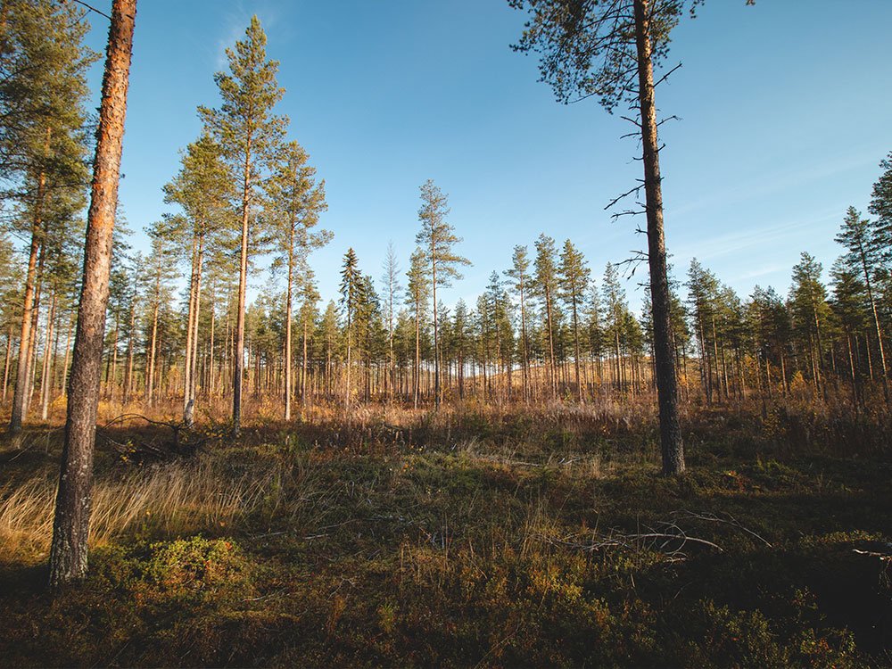 Natuur in Arctic Lakeland