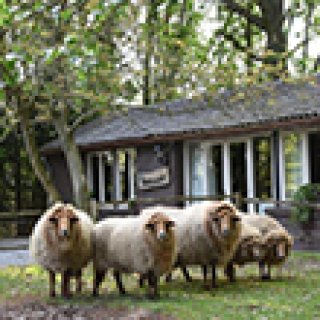 Afbeelding voor Vakantiehuisje in Boxtel