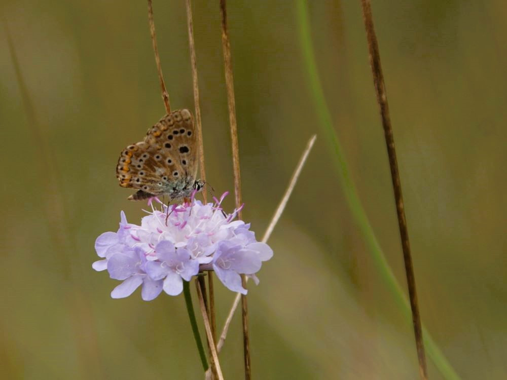 Vlindertje in de natuur