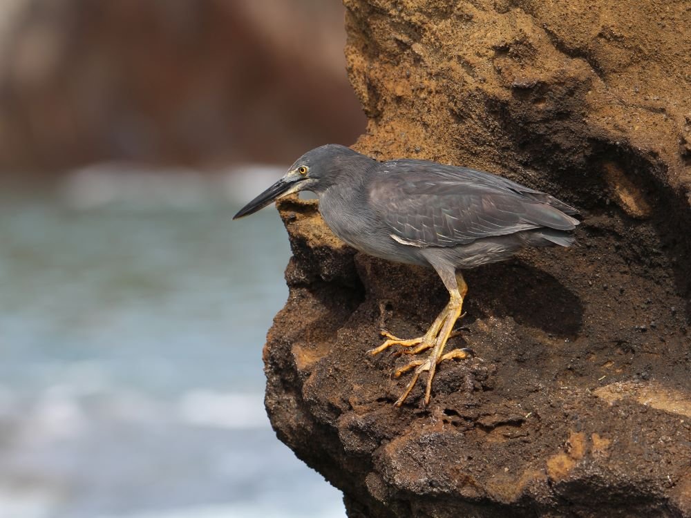 Lava heron