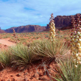 Afbeelding voor Bloemen in het zuidwesten van Amerika