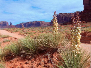 Afbeelding voor Bloemen in het zuidwesten van Amerika