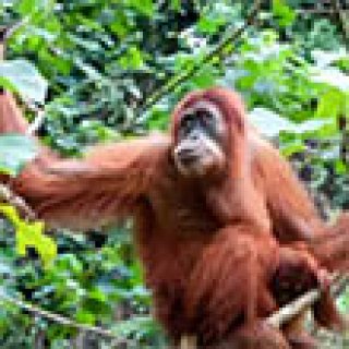 Afbeelding voor Fox - Sumatra, Java en Bali