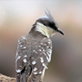 Afbeelding voor BirdingBreaks - Vogelreis Cyprus