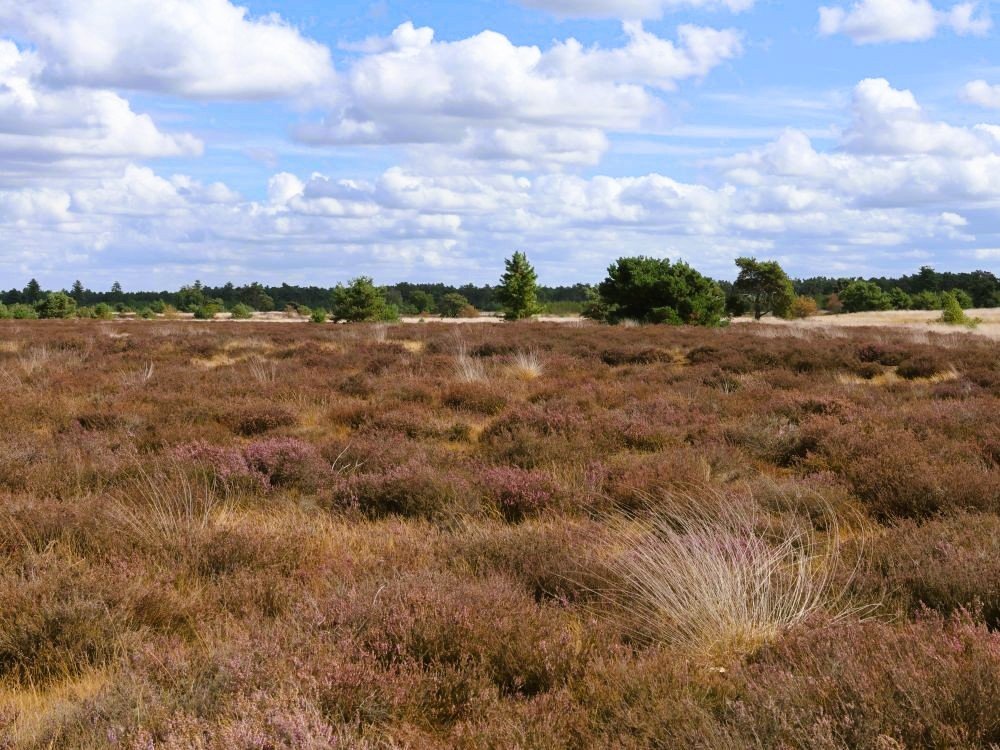 Heide