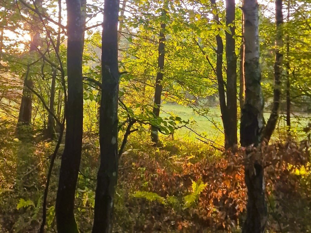 Oude bossen