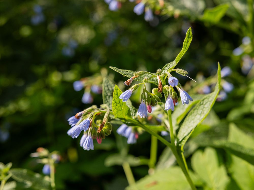 Voorjaar in Friesland