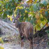 Afbeelding voor Nkhotakota Wildlife Reserve