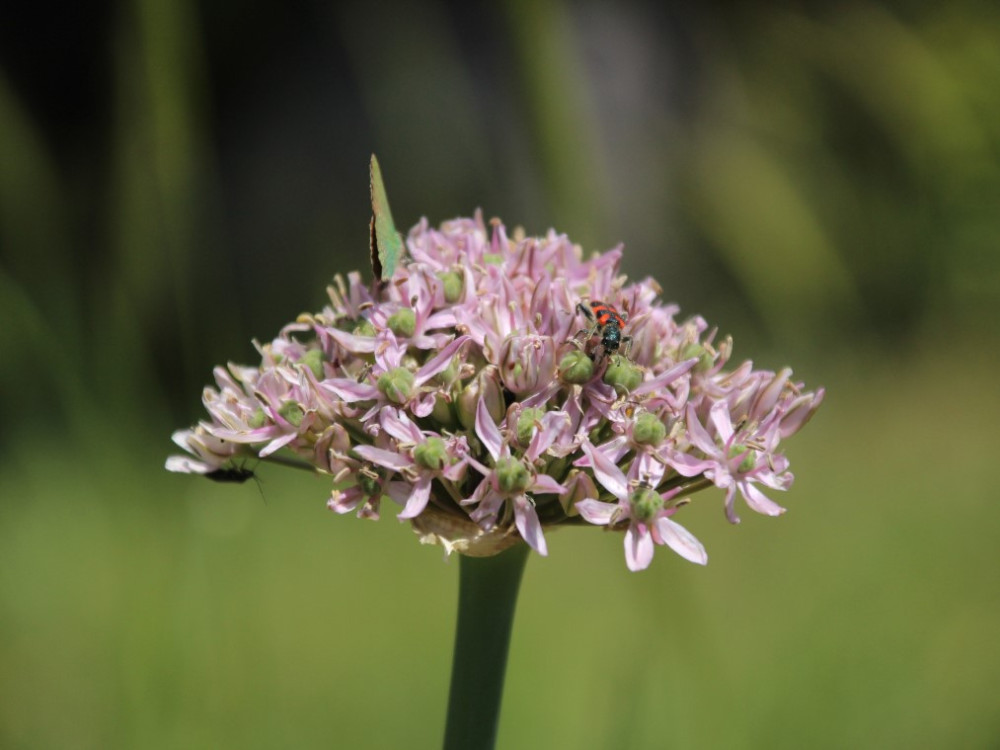 Biodiversiteit