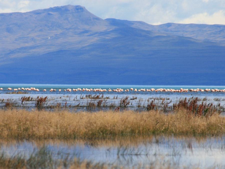 Flamingo's in wetland