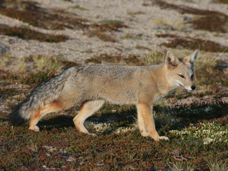 Dieren in Patagonië