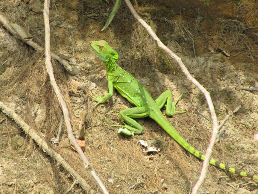 Reptielen in Costa Rica